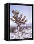 Joshua Trees Grow in the Foothills Leading to Mt. Charleston, north of Las Vegas, Nevada, USA-Brent Bergherm-Framed Stretched Canvas