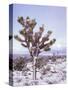 Joshua Trees Grow in the Foothills Leading to Mt. Charleston, north of Las Vegas, Nevada, USA-Brent Bergherm-Stretched Canvas