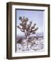 Joshua Trees Grow in the Foothills Leading to Mt. Charleston, north of Las Vegas, Nevada, USA-Brent Bergherm-Framed Photographic Print