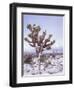 Joshua Trees Grow in the Foothills Leading to Mt. Charleston, north of Las Vegas, Nevada, USA-Brent Bergherm-Framed Photographic Print
