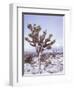 Joshua Trees Grow in the Foothills Leading to Mt. Charleston, north of Las Vegas, Nevada, USA-Brent Bergherm-Framed Photographic Print