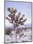 Joshua Trees Grow in the Foothills Leading to Mt. Charleston, north of Las Vegas, Nevada, USA-Brent Bergherm-Mounted Photographic Print