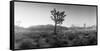 Joshua Trees in a Desert at Sunrise, Joshua Tree National Park, San Bernardino County-null-Framed Stretched Canvas