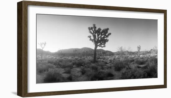 Joshua Trees in a Desert at Sunrise, Joshua Tree National Park, San Bernardino County-null-Framed Photographic Print