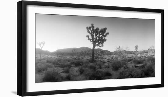 Joshua Trees in a Desert at Sunrise, Joshua Tree National Park, San Bernardino County-null-Framed Photographic Print