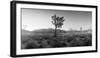 Joshua Trees in a Desert at Sunrise, Joshua Tree National Park, San Bernardino County-null-Framed Photographic Print