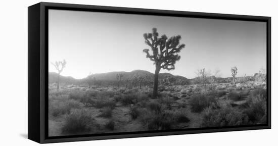 Joshua Trees in a Desert at Sunrise, Joshua Tree National Park, San Bernardino County-null-Framed Stretched Canvas