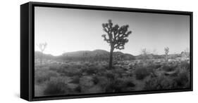 Joshua Trees in a Desert at Sunrise, Joshua Tree National Park, San Bernardino County-null-Framed Stretched Canvas