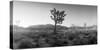Joshua Trees in a Desert at Sunrise, Joshua Tree National Park, San Bernardino County-null-Stretched Canvas