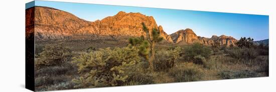 Joshua Trees in a Desert, Red Rock Canyon, Las Vegas, Nevada, USA-null-Stretched Canvas