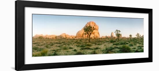 Joshua Trees in Desert at Sunrise, Joshua Tree National Park, San Bernardino County-null-Framed Photographic Print