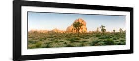 Joshua Trees in Desert at Sunrise, Joshua Tree National Park, San Bernardino County-null-Framed Photographic Print