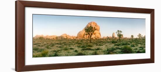 Joshua Trees in Desert at Sunrise, Joshua Tree National Park, San Bernardino County-null-Framed Photographic Print