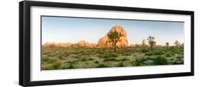 Joshua Trees in Desert at Sunrise, Joshua Tree National Park, San Bernardino County-null-Framed Photographic Print