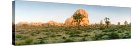 Joshua Trees in Desert at Sunrise, Joshua Tree National Park, San Bernardino County-null-Stretched Canvas