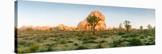 Joshua Trees in Desert at Sunrise, Joshua Tree National Park, San Bernardino County-null-Stretched Canvas