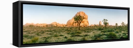 Joshua Trees in Desert at Sunrise, Joshua Tree National Park, San Bernardino County-null-Framed Stretched Canvas