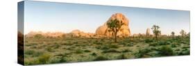 Joshua Trees in Desert at Sunrise, Joshua Tree National Park, San Bernardino County-null-Stretched Canvas