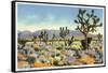 Joshua Trees in Desert, California-null-Framed Stretched Canvas