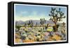 Joshua Trees in Desert, California-null-Framed Stretched Canvas
