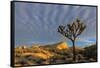 Joshua Trees in Sunset Light in Joshua Tree NP, California, USA-Chuck Haney-Framed Stretched Canvas