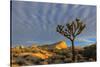 Joshua Trees in Sunset Light in Joshua Tree NP, California, USA-Chuck Haney-Stretched Canvas