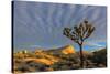 Joshua Trees in Sunset Light in Joshua Tree NP, California, USA-Chuck Haney-Stretched Canvas