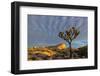 Joshua Trees in Sunset Light in Joshua Tree NP, California, USA-Chuck Haney-Framed Photographic Print