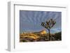 Joshua Trees in Sunset Light in Joshua Tree NP, California, USA-Chuck Haney-Framed Photographic Print