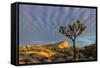 Joshua Trees in Sunset Light in Joshua Tree NP, California, USA-Chuck Haney-Framed Stretched Canvas