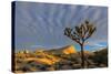 Joshua Trees in Sunset Light in Joshua Tree NP, California, USA-Chuck Haney-Stretched Canvas