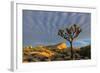 Joshua Trees in Sunset Light in Joshua Tree NP, California, USA-Chuck Haney-Framed Photographic Print