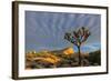 Joshua Trees in Sunset Light in Joshua Tree NP, California, USA-Chuck Haney-Framed Photographic Print