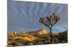 Joshua Trees in Sunset Light in Joshua Tree NP, California, USA-Chuck Haney-Mounted Photographic Print