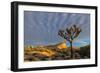 Joshua Trees in Sunset Light in Joshua Tree NP, California, USA-Chuck Haney-Framed Photographic Print