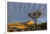 Joshua Trees in Sunset Light in Joshua Tree NP, California, USA-Chuck Haney-Framed Photographic Print