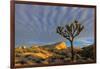 Joshua Trees in Sunset Light in Joshua Tree NP, California, USA-Chuck Haney-Framed Photographic Print