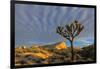 Joshua Trees in Sunset Light in Joshua Tree NP, California, USA-Chuck Haney-Framed Photographic Print