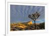 Joshua Trees in Sunset Light in Joshua Tree NP, California, USA-Chuck Haney-Framed Photographic Print