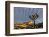 Joshua Trees in Sunset Light in Joshua Tree NP, California, USA-Chuck Haney-Framed Premium Photographic Print