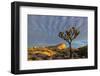 Joshua Trees in Sunset Light in Joshua Tree NP, California, USA-Chuck Haney-Framed Premium Photographic Print