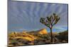Joshua Trees in Sunset Light in Joshua Tree NP, California, USA-Chuck Haney-Mounted Premium Photographic Print