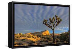 Joshua Trees in Sunset Light in Joshua Tree NP, California, USA-Chuck Haney-Framed Stretched Canvas