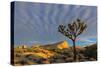 Joshua Trees in Sunset Light in Joshua Tree NP, California, USA-Chuck Haney-Stretched Canvas