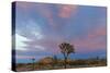 Joshua Trees in Sunset Light in Joshua Tree NP, California, USA-Chuck Haney-Stretched Canvas