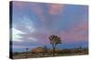 Joshua Trees in Sunset Light in Joshua Tree NP, California, USA-Chuck Haney-Stretched Canvas