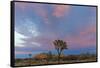 Joshua Trees in Sunset Light in Joshua Tree NP, California, USA-Chuck Haney-Framed Stretched Canvas