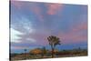 Joshua Trees in Sunset Light in Joshua Tree NP, California, USA-Chuck Haney-Stretched Canvas