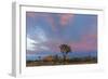 Joshua Trees in Sunset Light in Joshua Tree NP, California, USA-Chuck Haney-Framed Photographic Print