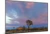 Joshua Trees in Sunset Light in Joshua Tree NP, California, USA-Chuck Haney-Mounted Photographic Print